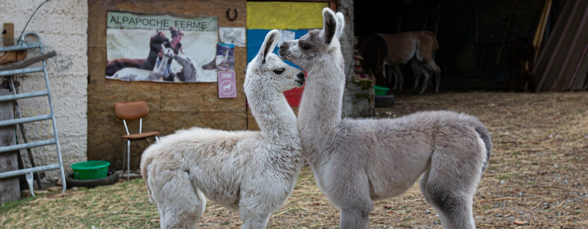 Etre bénévole à l'association La Prairie des Animaux