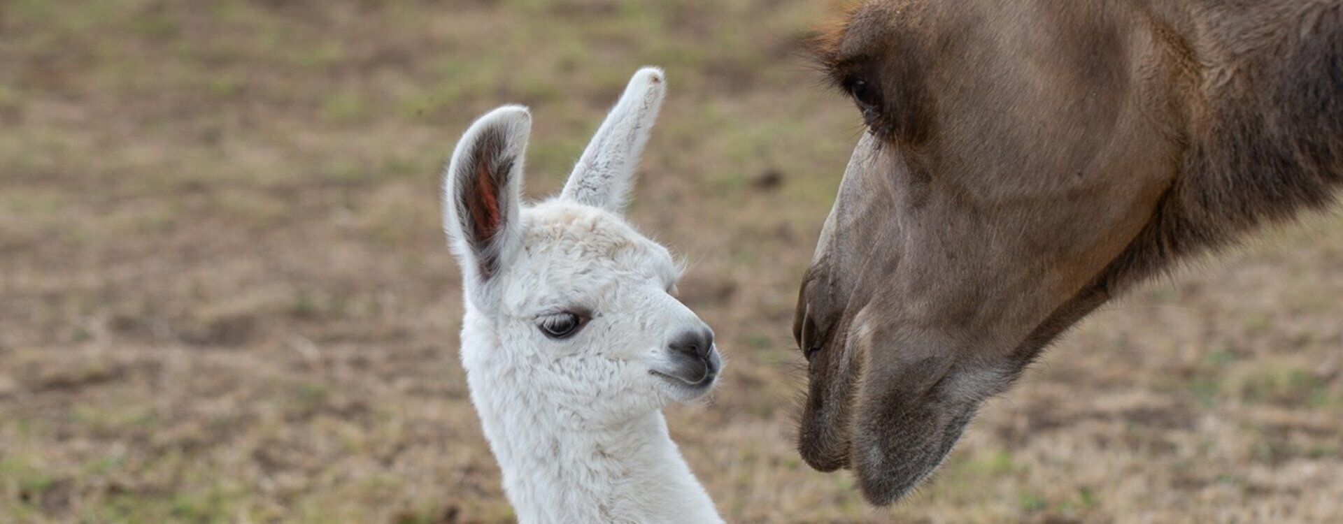 La Prairie des Animaux, sanctuaire ferme pédagogique