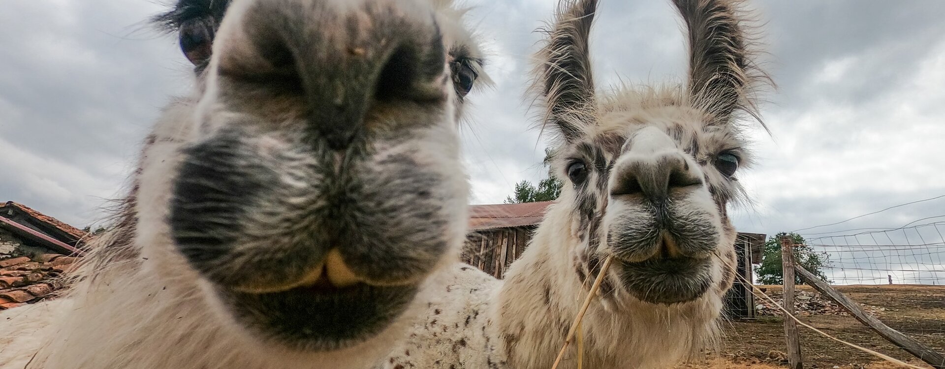 Les animaux du sanctuaire animalier de Quézac