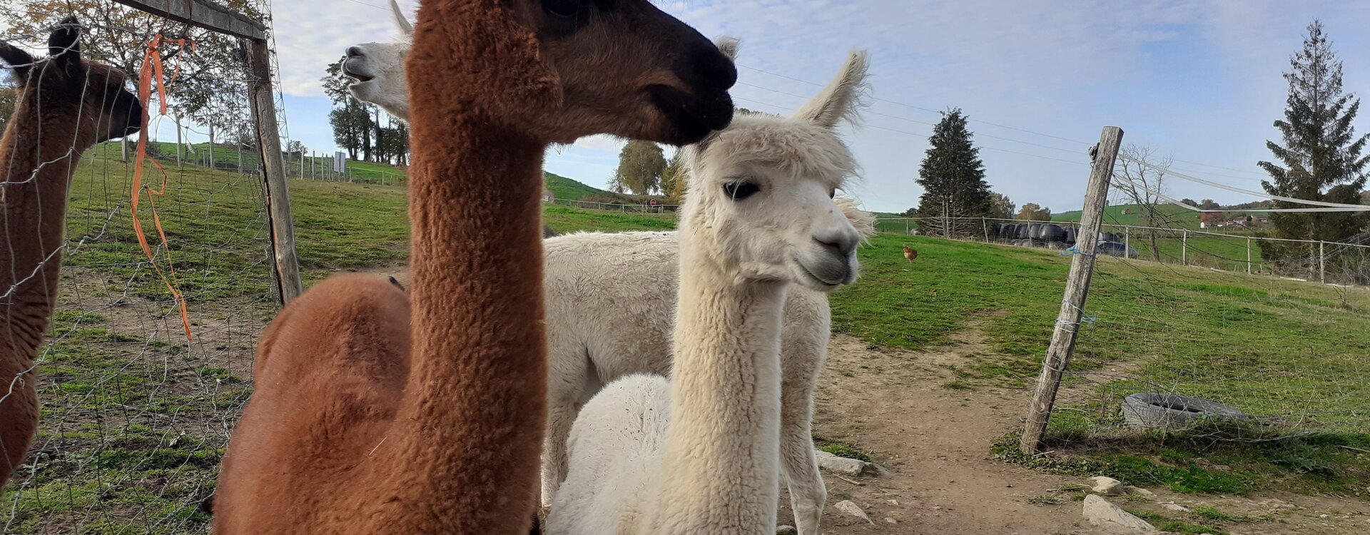 Pour venir au sanctuaire animalier de Quézac (15)