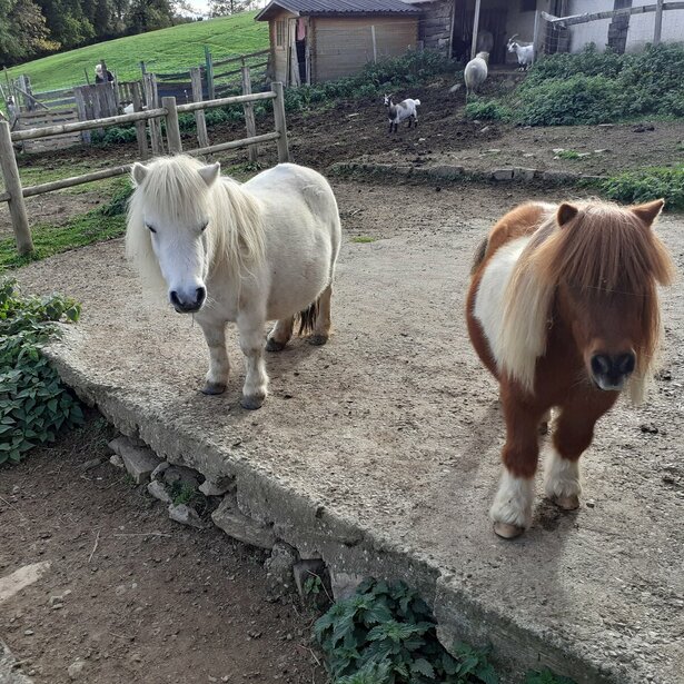 Mini poneys