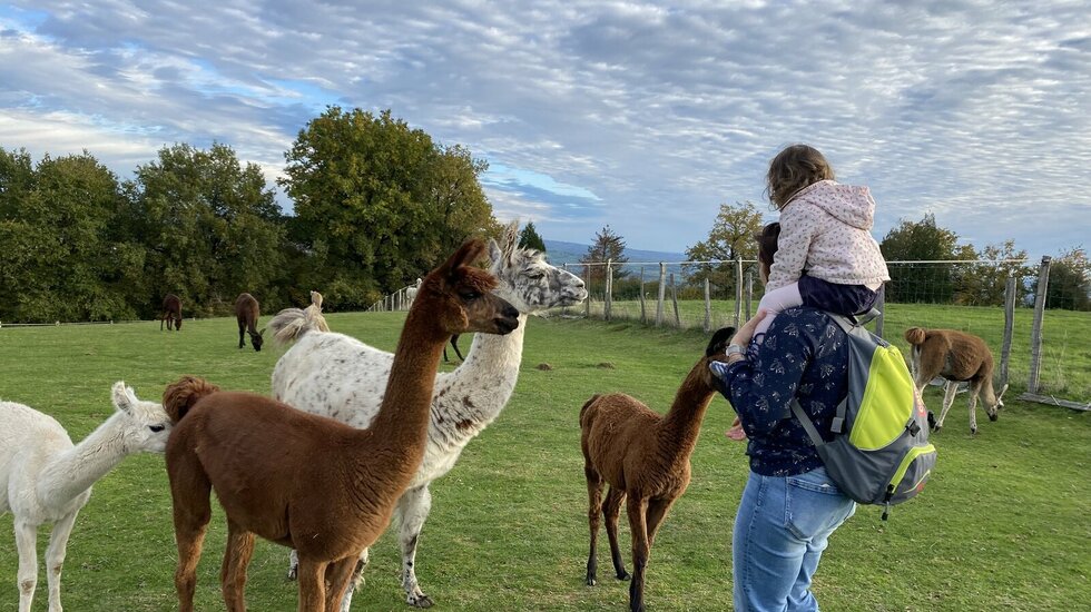 À la découverte des camélidés du Sanctuaire animalier la prairie des animaux (Cantal)