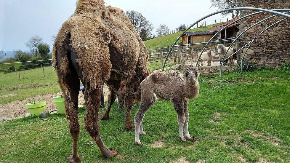 Une naissance insolite à « Lamalpapoche »