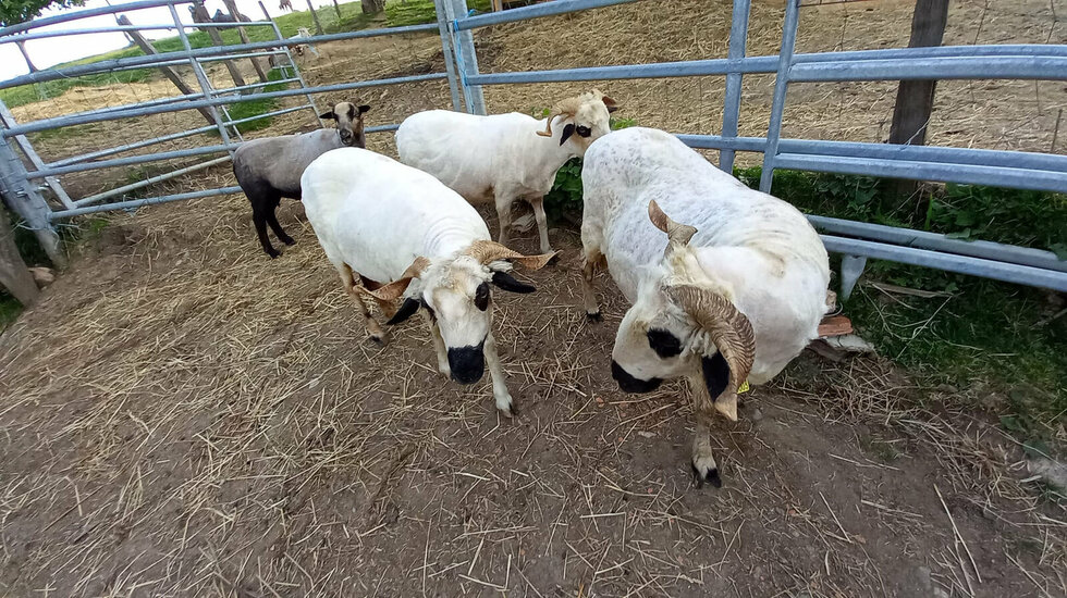 Un sanctuaire dans le Cantal, pour les animaux réchappés de maltraitance