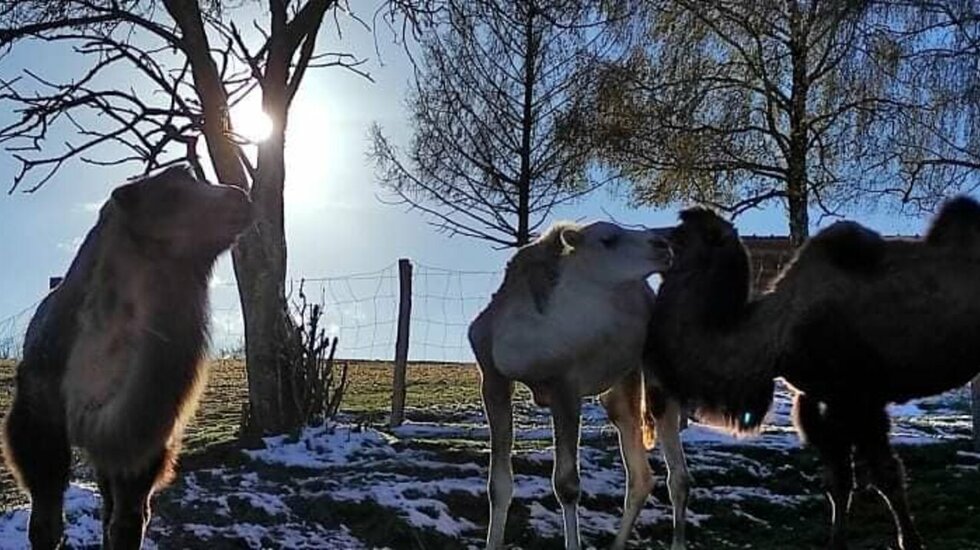 Lamas, alpagas et chameaux comme chez eux dans le Cantal, même sous la neige