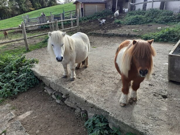 Mini poneys