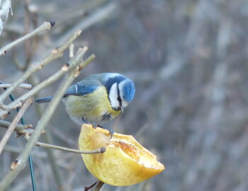 Mésange bleue